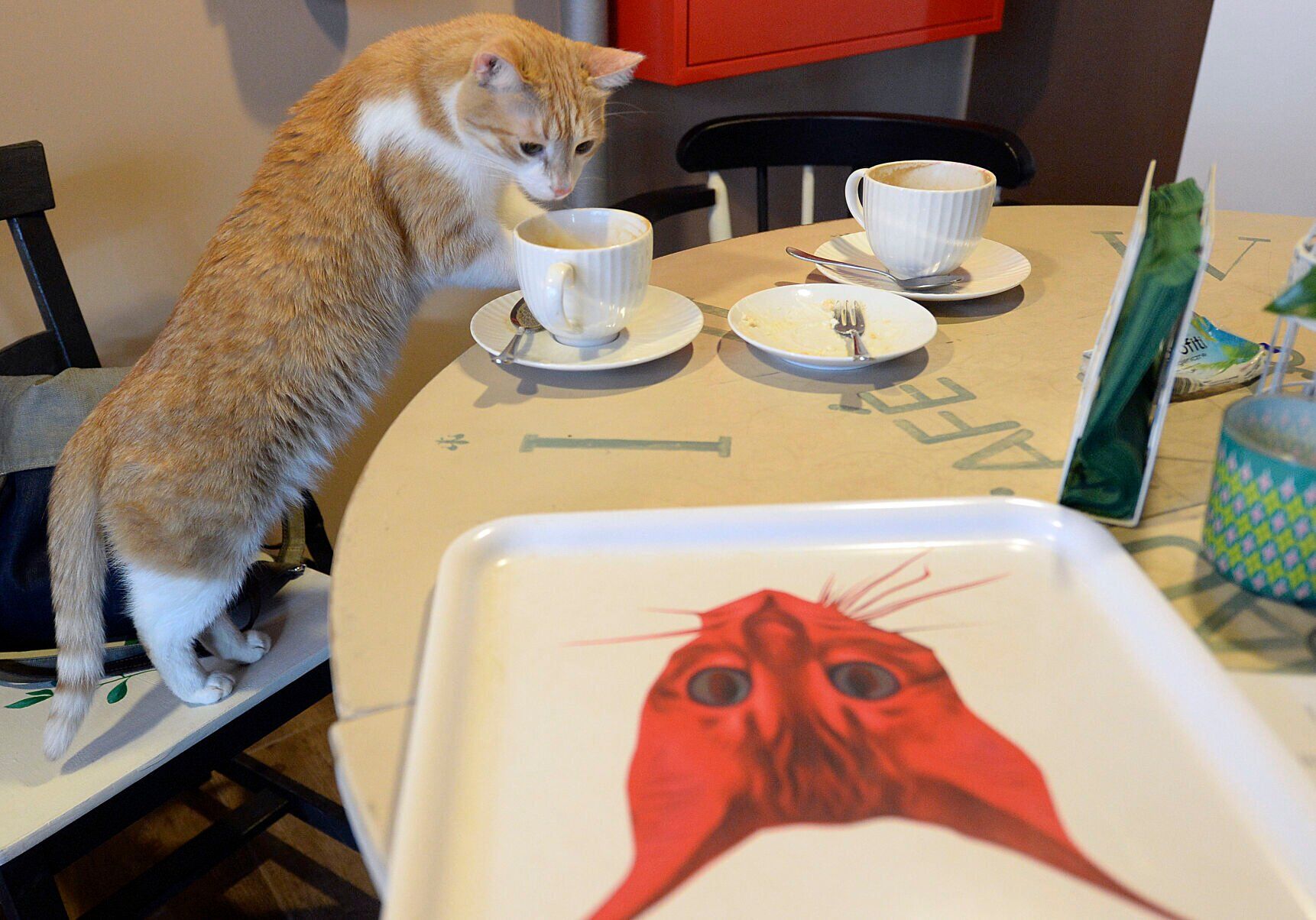 Poland Cats Invasive Species